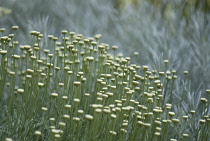 Cotton lavender, Santolina, Santolina chamaecyparissus.