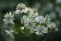 Astrantia, Masterwort, Astrantia major.