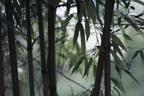 Bamboo, Black bamboo, Phyllostachys nigra.