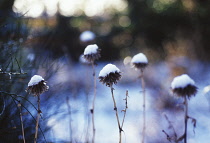 Globe Thistle, Echinops.