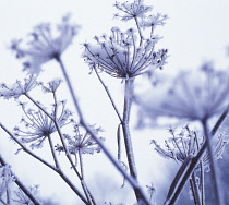 Fennel, Foeniculum vulgare.