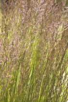 Stipabrachytricha, Korean feather reed grass, Calamagrostis brachytricha.