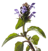 Selfheal, Prunella vulgaris.