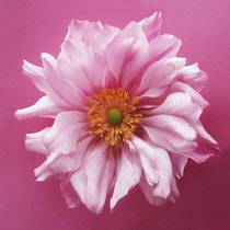 Anemone, Japanese anemone, Anemone japonica-.