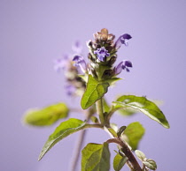 Selfheal, Prunella vulgaris.