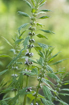 Motherwort, Leonurus cardiaca.