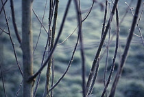Birch, Betula jacquemontii.