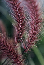 Fountain Grass, Pennisetum secateum.