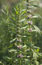 Motherwort, Leonurus cardiaca.