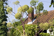 Angelica, Angelica archangelica.