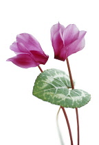 Cyclamen.