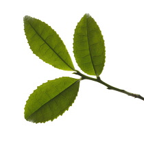 Tea Plant, Camellia sinensis.