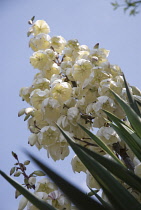 Yucca, Yucca gloriosa.