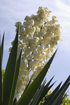 Yucca, Yucca gloriosa.