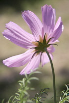 Cosmos, Cosmos bipinnatus.