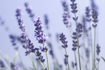Lavender, Lavandula augustifolia.