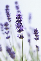 Lavender, Lavandula augustifolia.