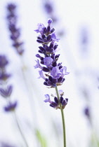 Lavender, Lavandula augustifolia.