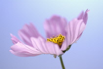 Cosmos, Cosmos bipinnatus.