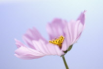 Cosmos, Cosmos bipinnatus.