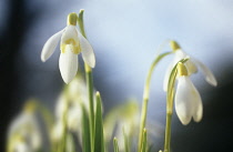 Snowdrop, Galanthus.