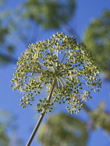 Angelica, Angelica archangelica.