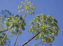 Angelica, Angelica archangelica.