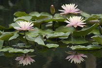 Waterlily, Nymphaea.