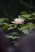 Waterlily, Nymphaea.