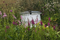 Purple Loose strife, Lythrum salicaria.