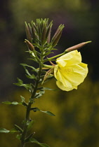 Evening Primrose, Oenothera biennis.