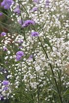 Verbena, Brazilian verbena, Verbena bonariensis.