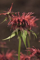 Bergamot, Monarda, Monarda didyma 'Cambridge scarlet'.