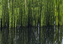 Horsetail, Water horsetail, Equisetum fluviatile.