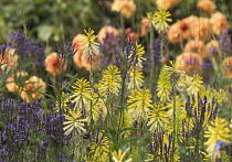 Red hot poker, Kniphofia.