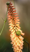 Red hot poker, Kniphofia.