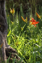 Daylily, orange, Hemerocallis fulva.