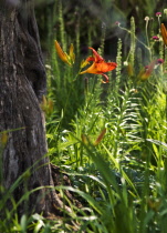 Daylily, orange, Hemerocallis fulva.