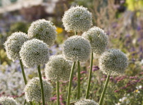 Allium, Allium 'Mount Everest'.