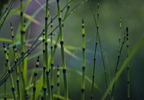 Horsetail, Water horsetail, Equisetum fluviatile.