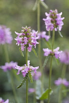 Betony, Stachys officinalis.