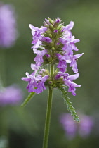 Betony, Stachys officinalis.