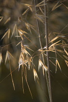 Golden oats, Stipa gigantea.