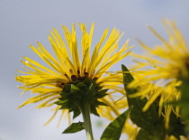 Elecampane, Inula helenium.