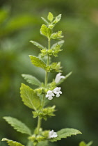 Lemon Balm, Melissa officinalis.