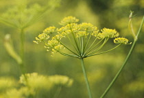 Fennel, Foeniculum vulgare.