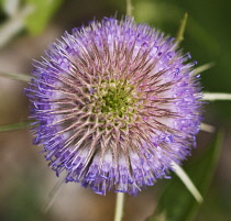 Teasel, Dipsacus fullonum.