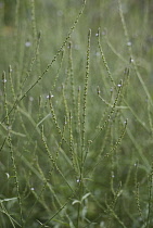 Verbena officinalis, Vervain, Common Verbena, Verbena officinales.