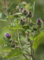 Burdock, Arctium lappa.