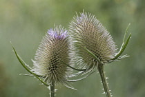 Teasel, Dipsacus fullonum.